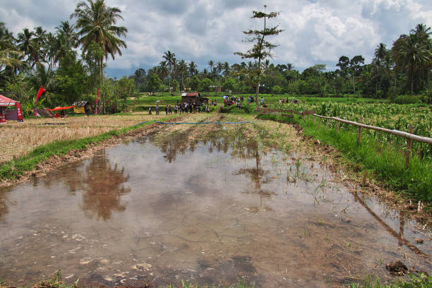 Rice fields in the small village of Indonesia