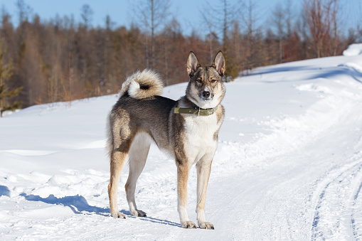 Siberian Laika. Photo against the backdrop of a winter forest.