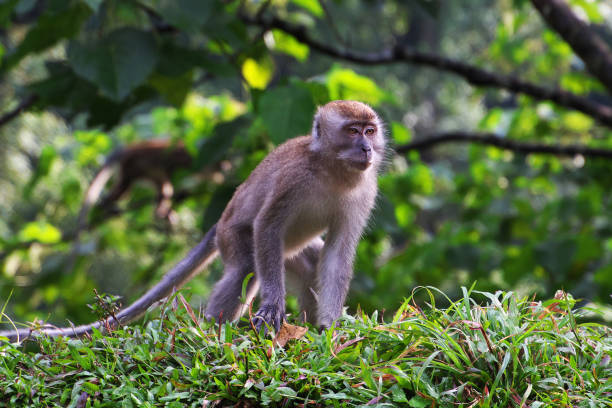 istock Some monkey on road in mountains of Indonesia 2036950236