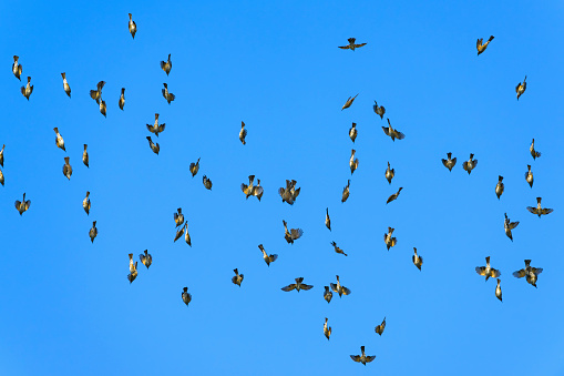 A Flock of Brown-eared Bulbul flight