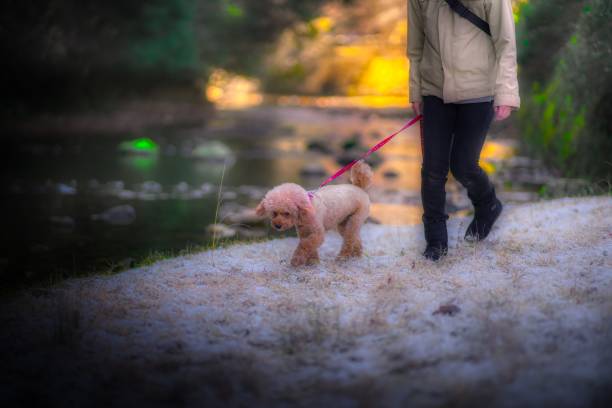 istock dog 468 Dog-walking 2036992274