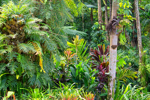 A tropical garden in Far North Queensland, Australia, lush foliage, vibrant flowers, towering palms—a vibrant paradise in the heart of nature.