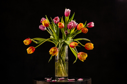 Beautiful tulip flower close up, isolated on white background