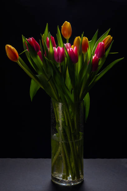 istock Tulip flowers on black 2037014968