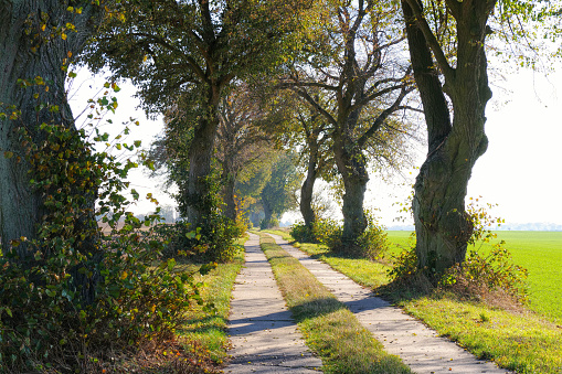 Tree avenue in Uckermark in autumn, small field path