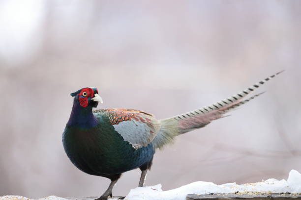 Colorful male pheasants are fighting in the meadow in early spring