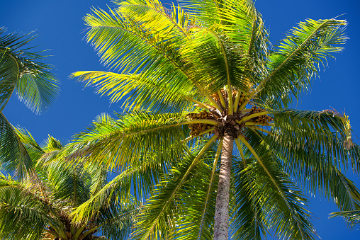 Coconut palms at a North Queensland beach