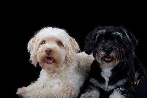 Two Havanese dogs posing for the camera