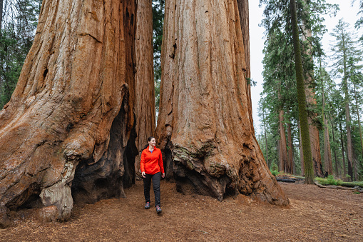 Panorama of  Giant Sequoia in Sequoia National Park in California, USA