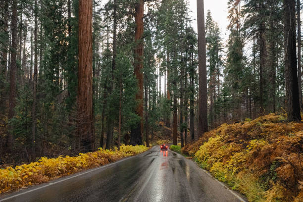 Sequoia National Park Roads