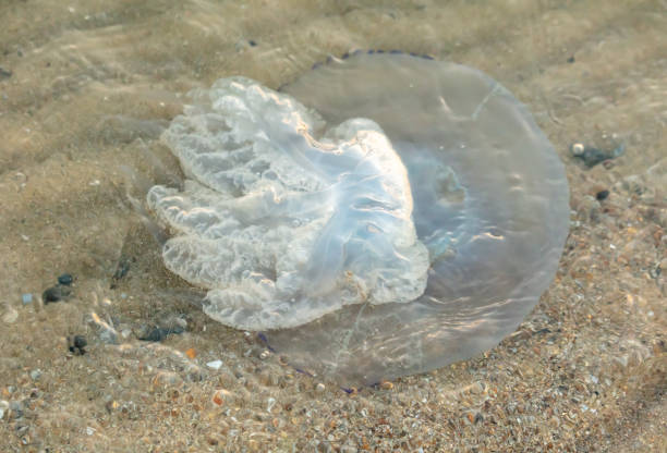istock Jellyfish on the seashore at sunset 2037077818