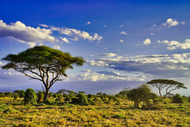 istock Mount Kilimanjaro at Amboseli 2037081989