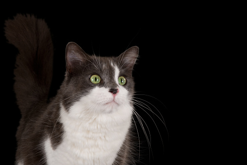 Studio portrait of a cat against black background