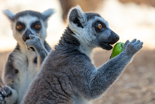 Lemur eats vegetables at the zoo.