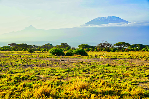 A Kori Bustard and Impala gazelles on the lookout for breakfast under the shadow of magnificent Mount Kilimanjaro on the scenic savanna plains of the Amboseli National Park, Kenya