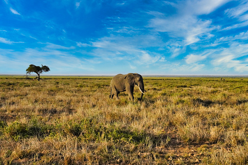 An African elephant moves over the vast savanna grasslands of the Amboseli National Park, Kenya