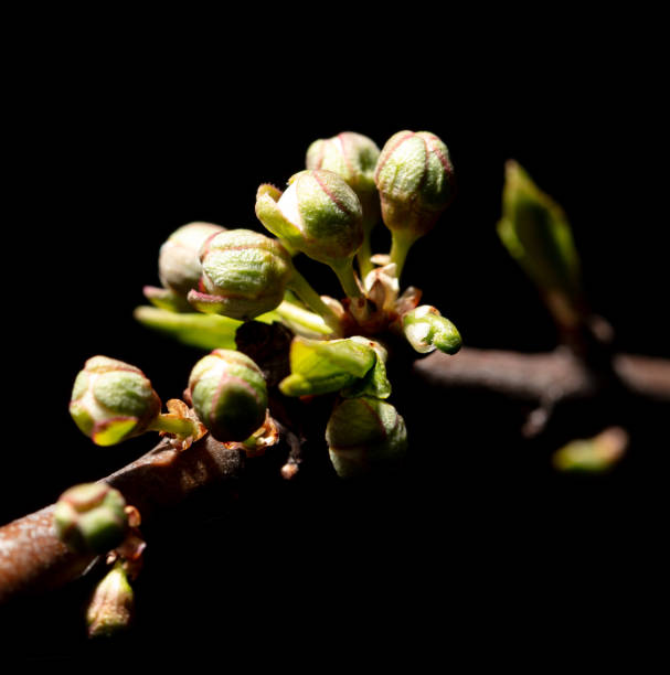 istock Opened cherry bud in spring isolated on black background. Macro 2037087788