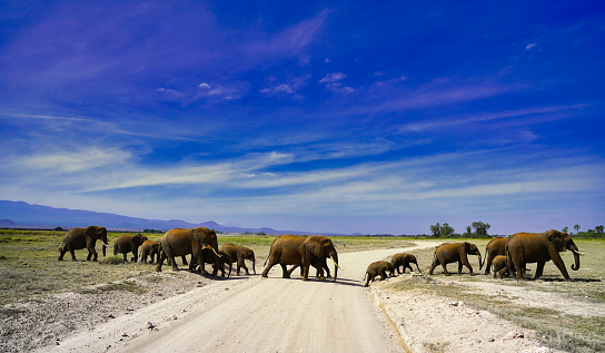 A large herd of elephants cross the safari trails against a brilliant blue sky at Amboseli National Park, Kenya