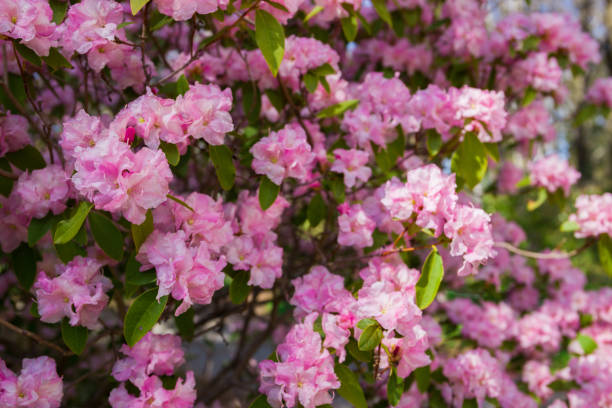 istock A lush rhododendron bush is blooming. Spring blossom 2037093562