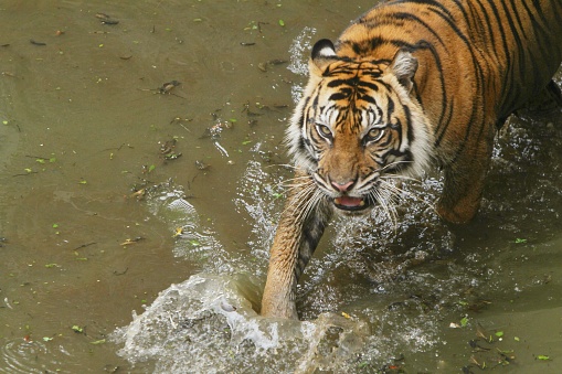 behavior of a Sumatran tiger in the field