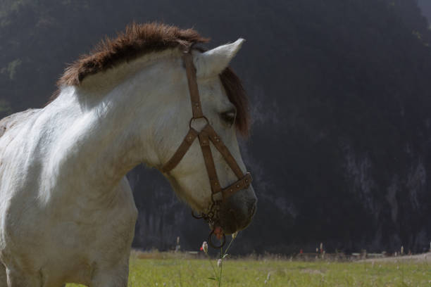 A horse on the grass beside the Li River