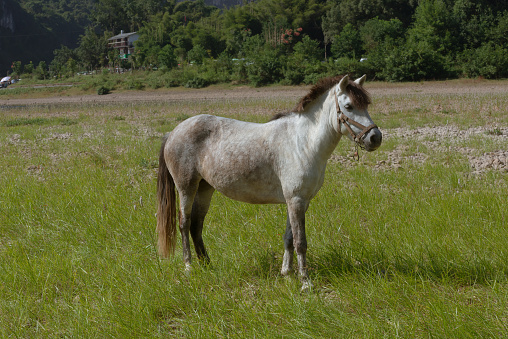 A horse on the grass beside the Li River