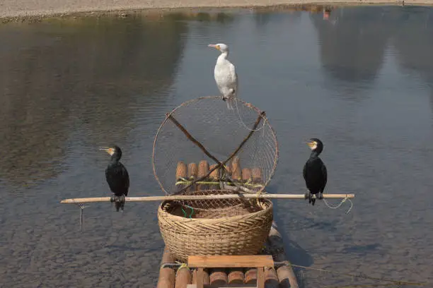 Photo of Three cormorants rest on a traditional bamboo fishing boat moored on the edge of the Li River