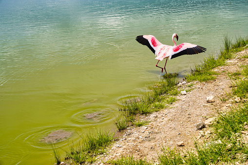 flamingo in pond