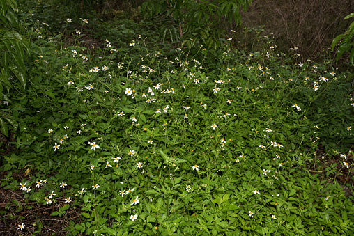 Dots of wild flowers among the green leaves
