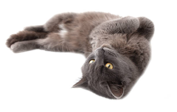 istock Gray cat lies on a white background 2037102089