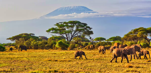 istock Elephants and Kilimanjaro 2037117648