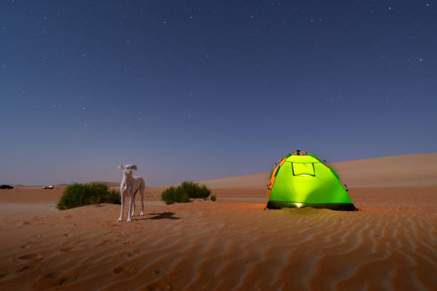 natural sand pattern created by wind blowing differently sized and colored particles