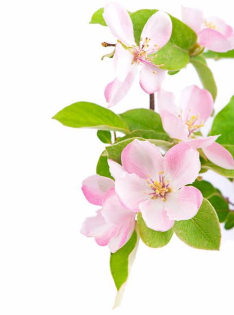 istock apple tree blossoms. Twig of a young apple tree with green leaves on a white background 2037143021