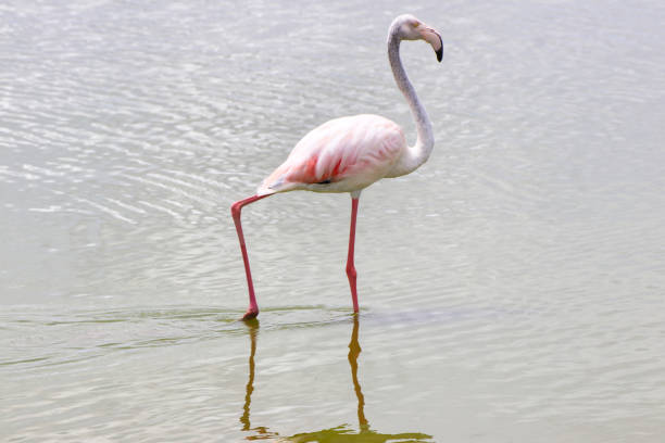 istock Flamingos at Amboseli with Kilimanjaro 2037149335
