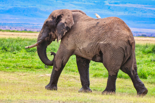 istock Egret and Elephant at Amboseli 2037156582