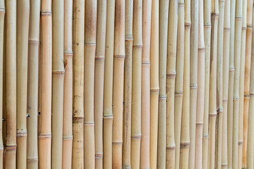 Bamboo fence background