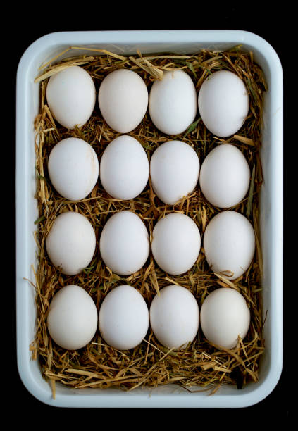 Chicken eggs in a sunlit nest just right for some healthy eating.