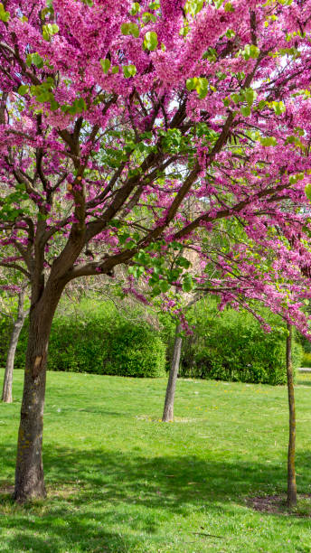 istock A tree with purple flowers in a park 2037178774