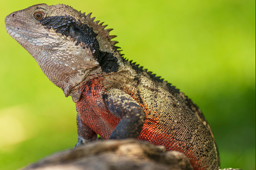 Eastern Water Dragon close up of head, eye and skin colouring