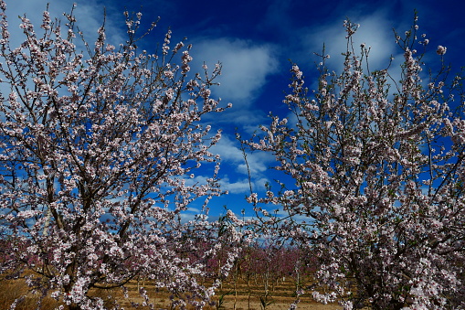 Almond tree in bloom, Saint-Féliu d’Avall, Pyrénées-Orientales