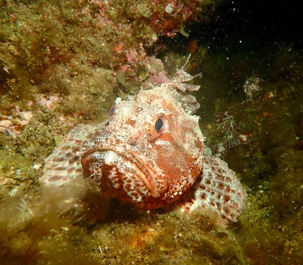 Close up red scorpionfish Western Australia