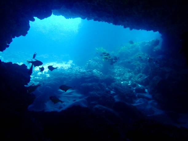istock Fish at entrance to underwater cave 2037236741