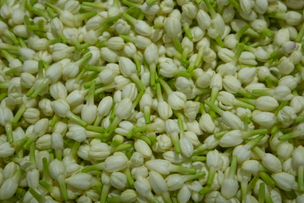 istock Freshness jasmine flowers in natural light 2037237786