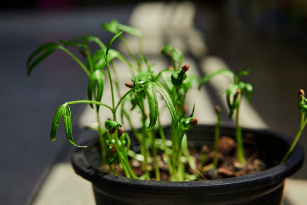 Little seedlings growing in potted plant