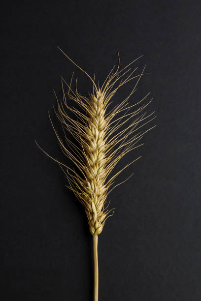 istock Abnormal one barley head on the black background, 2037256117