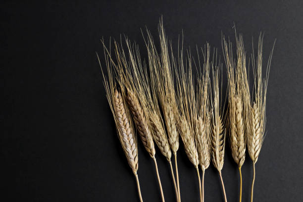 istock A bunch of wheat ears on the black background 2037258160