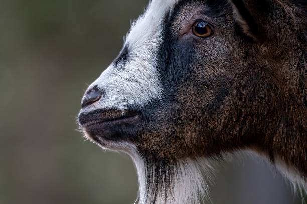istock Close-up of Bezoar goat. Capra hircus head. 2037268476