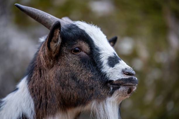 istock Close-up of Bezoar goat. Capra hircus head. 2037268988