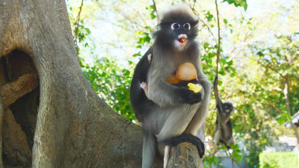 istock Dusky leaf monkey  prop up golden yellow childhood monkey 2037272608