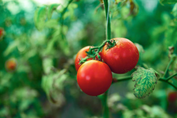 istock Organic tomato in a greenhouse. 2037279291